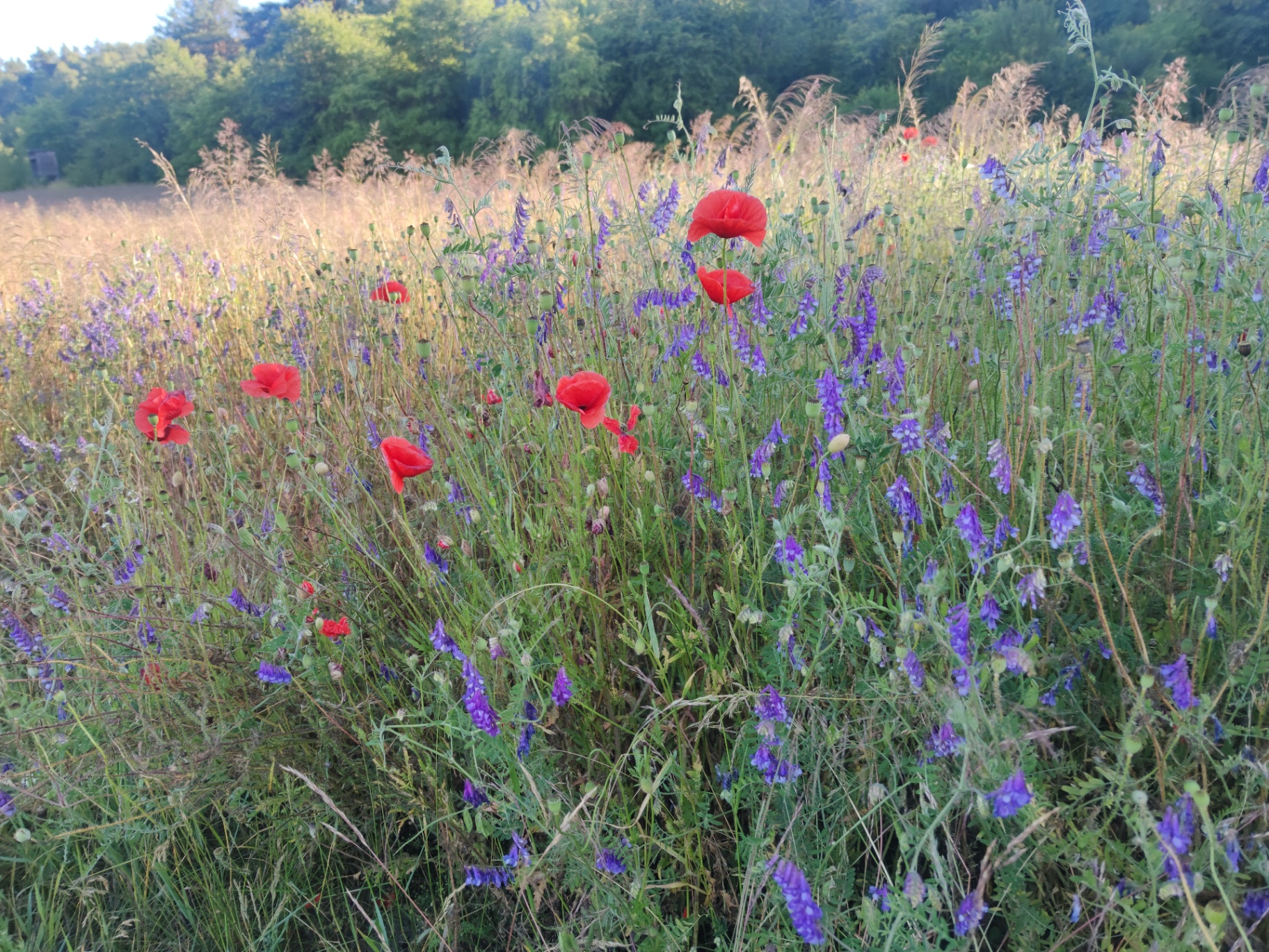Sommerliche Wildblumenwiese mit rotem Mohn und violetten Wicken im warmen Abendlicht